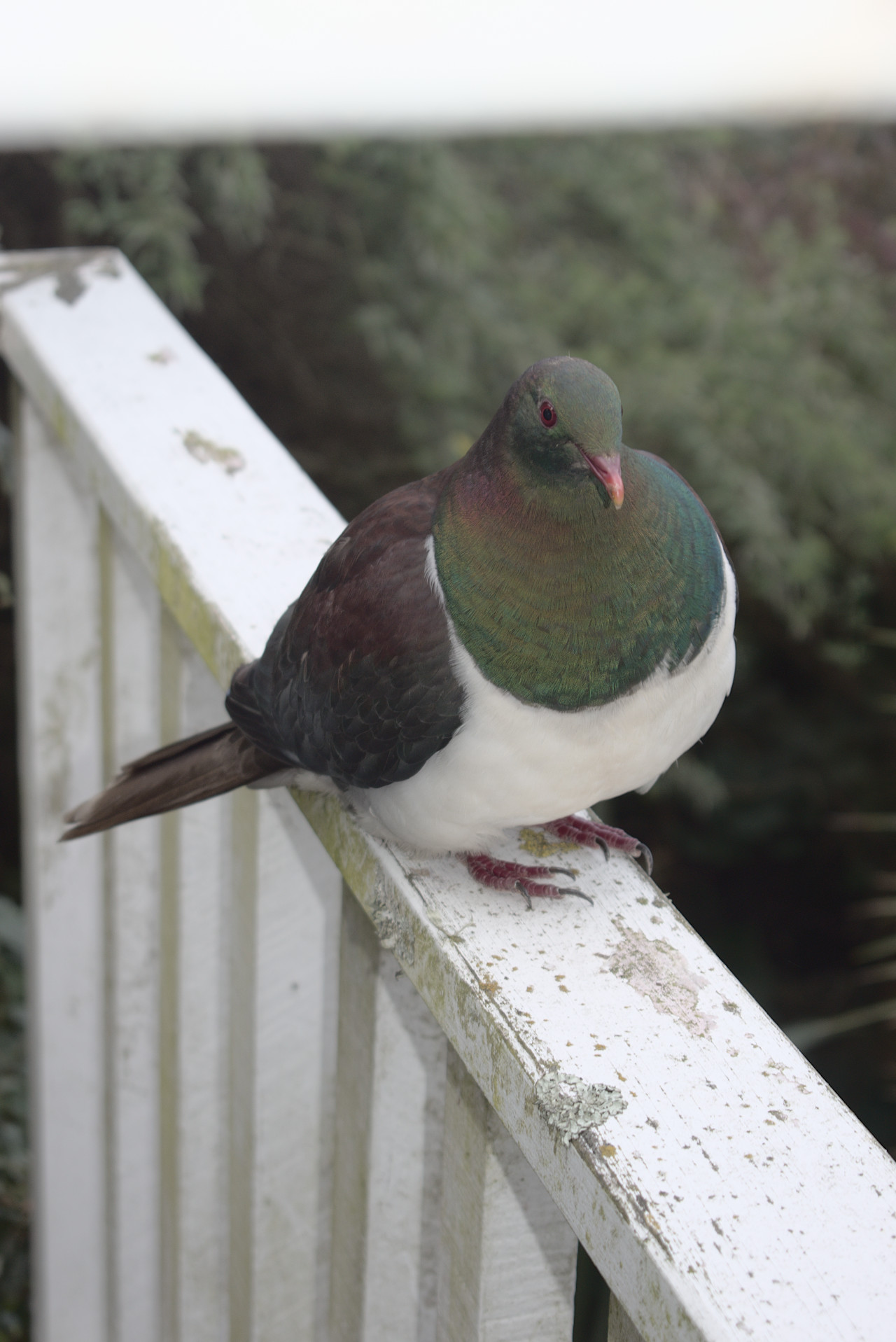 sorry, no picture for you!